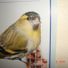 Siskins