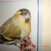 Siskins
