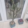 Cactus plant 110cm Image 3