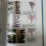 Cycads (Signed Hardback) - Nat Grobbelaar - Specialist Plant Book - Botany Book - Plant Reference Book Image 3