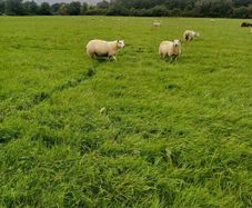 Belclare x and Texel x ewe lambs