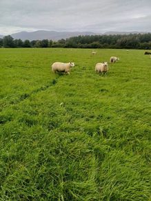 Belclare x and Texel x ewe lambs