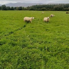 Belclare x and Texel x ewe lambs