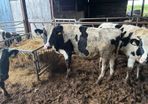 Vasectomised Teaser Bulls