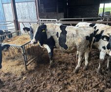 Vasectomised Teaser Bulls