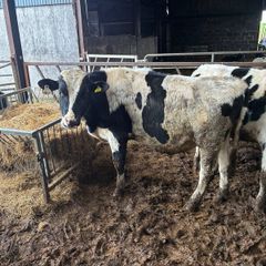 Vasectomised Teaser Bulls