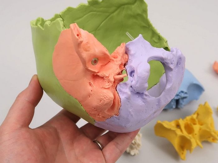 3B Scientific A291 Human Skull 22 part Model