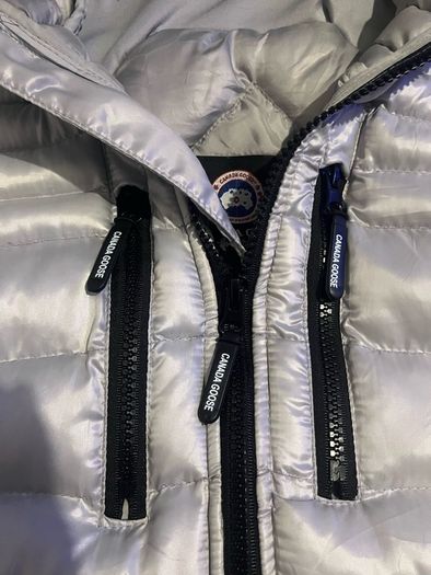 canada goose