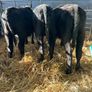 Aa Bulls Weanlings Image 4