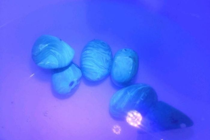 Ultra rare large blue Baltic amber 30+ct