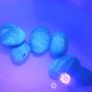 Ultra rare large blue Baltic amber 30+ct Image 3