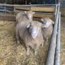 Dorset sheep/ rams Image 3