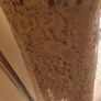 Boohoo beige lace calf length dress size UK18 EU46 Postage included Generous size UK18 EU46 Postage included Image 6