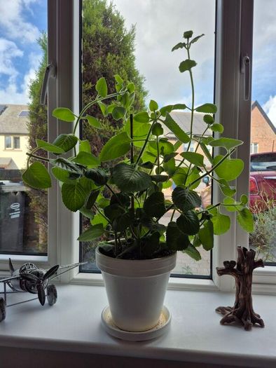 Cuban Oregano / Mexican Mint