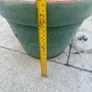 plant Image 4