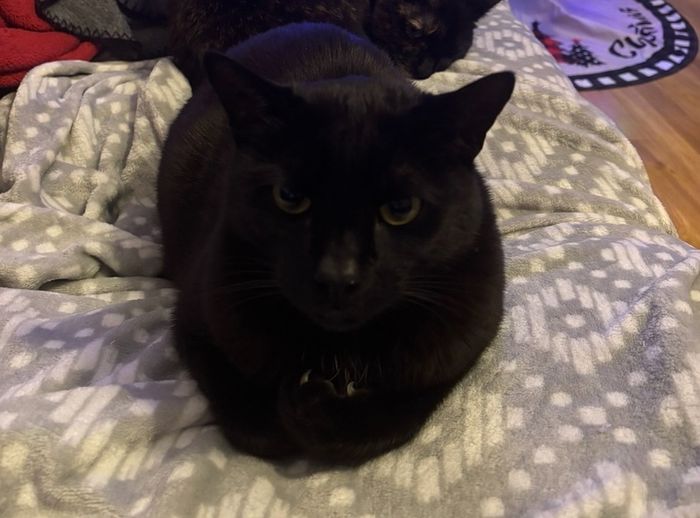 black male cat