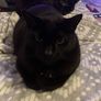 black male cat Image 2
