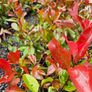 Red Robin Hedging Plants Image 2