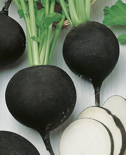 (R) Black Radish Runder Schwarzer Winter seeds 5g (123643)
