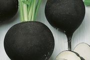 (R) Black Radish Runder Schwarzer Winter seeds 5g (123643)
