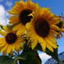 Giant Sunflower Seeds Image 3