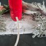 Vintage Christmas Welcome Candle Light Working  Robin & Holly Log Base Image 5