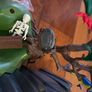 Playmobil 5134 Pirate Adventure Island Image 3
