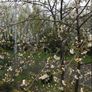Plants Cooking Cherry - Morello - Self Fertile Image 3