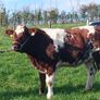 Heifer Image 3
