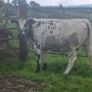 Speckle park in calf heifer Image 4