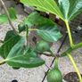 Desert King Fig Tree Image 3