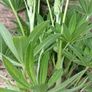 plants Image 8