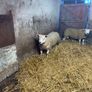 Pbr Texel Rams Image 9