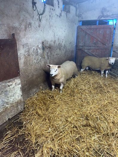 Pbr Texel Rams