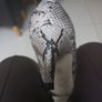 Limited Edition  Shoes.   S.6  NEW. Image 6