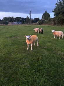 Pedigree rams