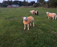 Pedigree rams
