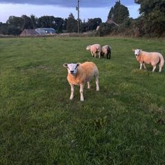 Pedigree rams