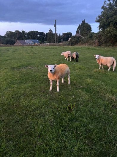 Pedigree rams
