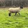 suffolk ram Image 2