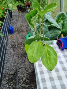 aubergine