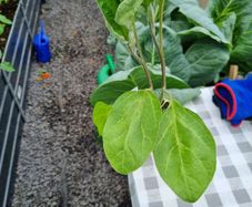 aubergine