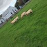 4 ewes inlamb Image 8