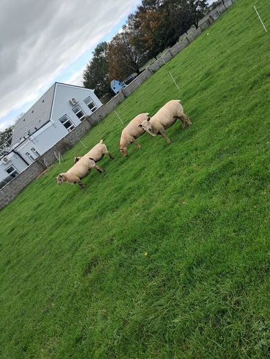 4 ewes inlamb