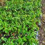 Portugeuse Laurel Hedging Image 2