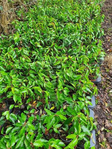Portugeuse Laurel Hedging