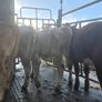 7 suckler bred heifers Image 4