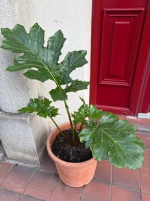 Plant