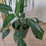 tall Madagascar Dragon Tree (Dracaena marginata),  Peace Lily plant in the black  plastic pot container Image 2