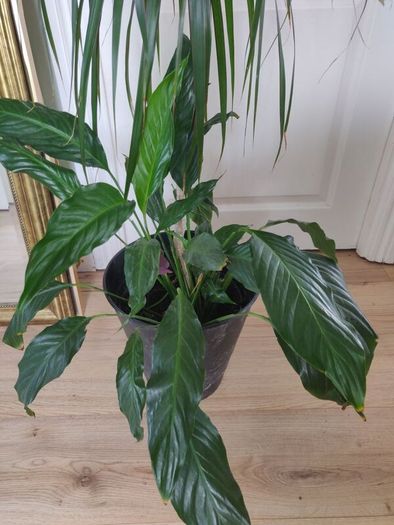 tall Madagascar Dragon Tree (Dracaena marginata),  Peace Lily plant in the black  plastic pot container